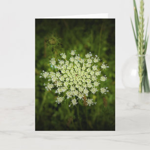 Queen Anne’s Lace, card