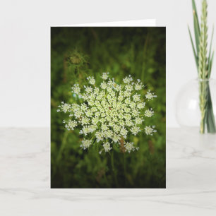 Queen Anne’s Lace, card