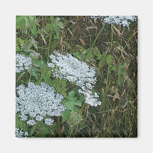 Queen Anne’s Lace White Wild Flower Magnet