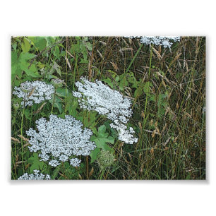 Queen Anne’s Lace White Wild Flower Photo Print