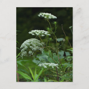 Queen Anne's La ce Wildflower - Daucus carota Invitation Postcard