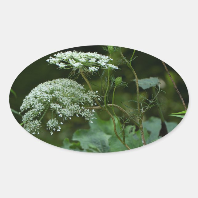Queen Anne's La ce Wildflower - Daucus carota Oval Sticker (Front)