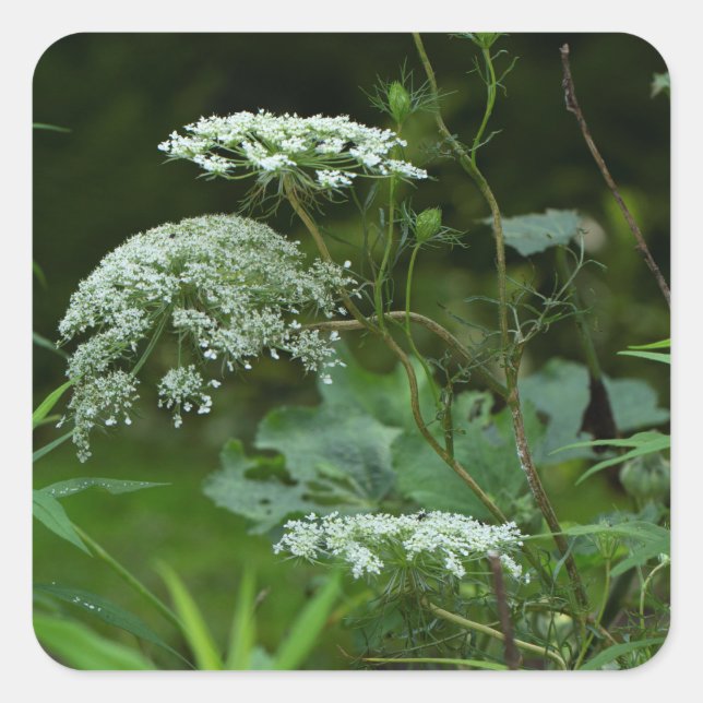 Queen Anne's La ce Wildflower - Daucus carota Square Sticker (Front)