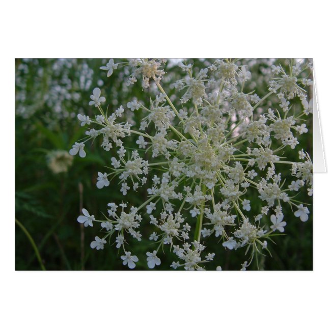 Queen Anne's Lace (Front Horizontal)