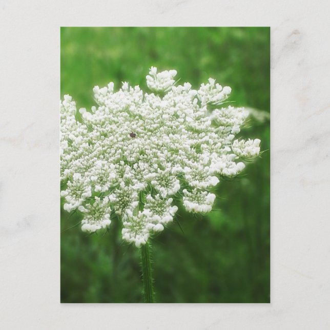Queen Anne's Lace 1 (Wild Carrot) Postcard (Front)