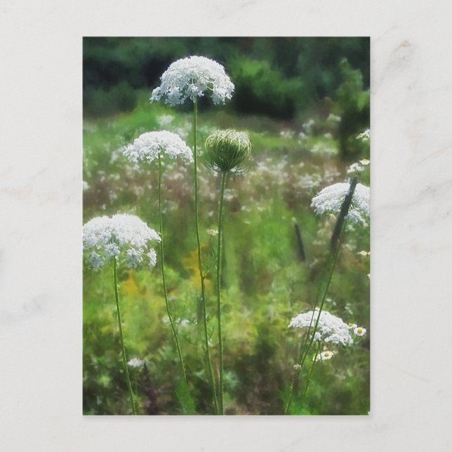 Queen Anne's Lace 2 Floral Postcard (Front)
