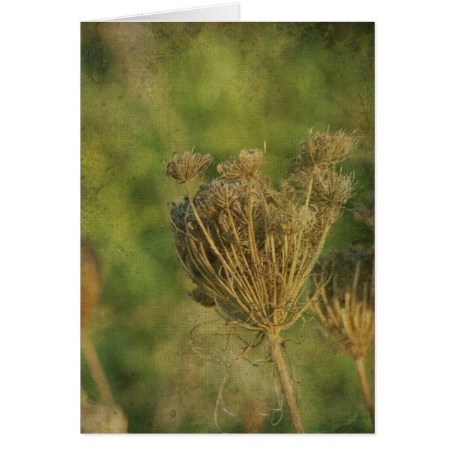Queen Anne's Lace at Seed (Front)