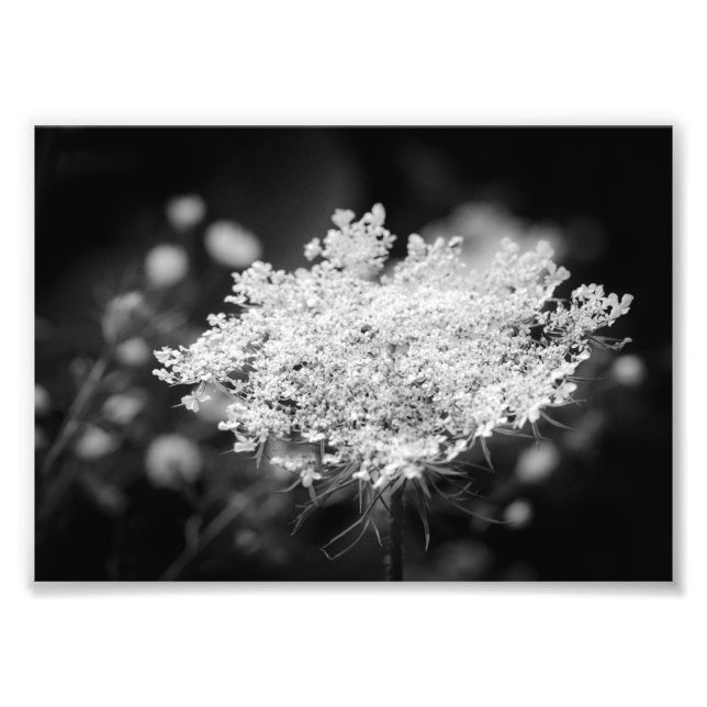 Queen Anne's Lace B&W Flowers Photo Print (Front)