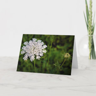 Queen Anne's Lace, card