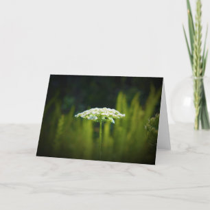Queen Anne's Lace, card