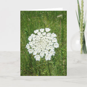 queen anne's lace card