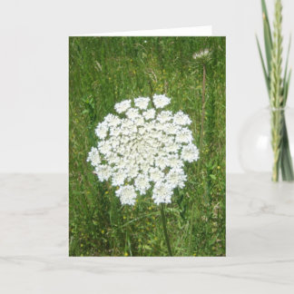queen anne's lace card