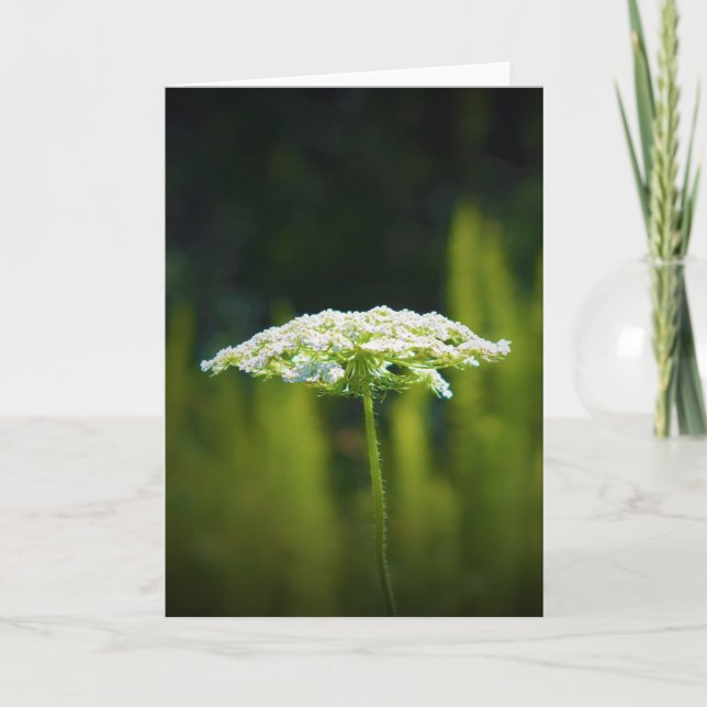 Queen Anne's Lace, card (Front)