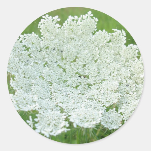 Queen Annes Lace Classic Round Sticker (Front)