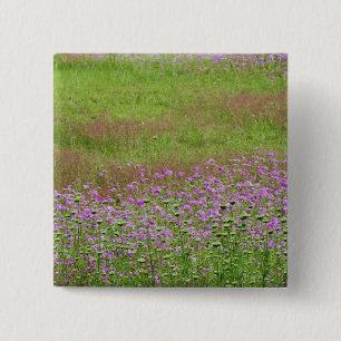 Queen Anne's Lace Daucus carota) growing 15 Cm Square Badge