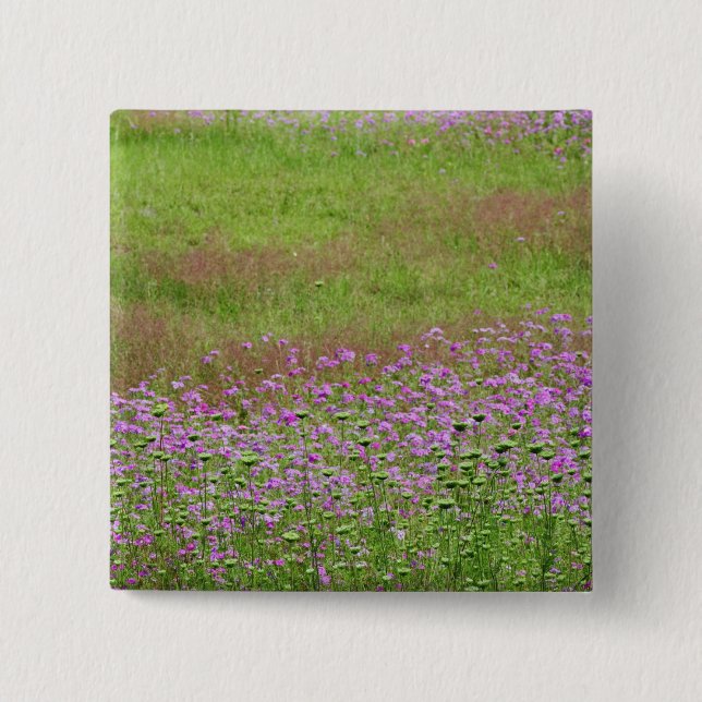 Queen Anne's Lace Daucus carota) growing 15 Cm Square Badge (Front)