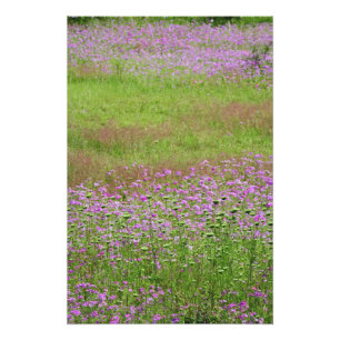 Queen Anne's Lace Daucus carota) growing Photo Print