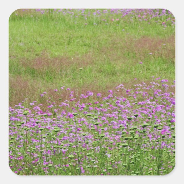 Queen Anne's Lace Daucus carota) growing Square Sticker (Front)