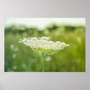 Queen Anne's Lace Flower Nature Poster 36" x 24"