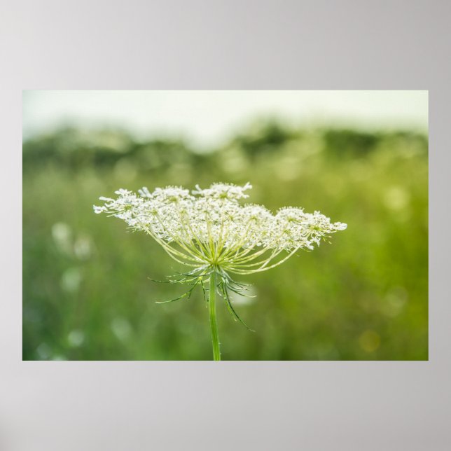 Queen Anne's Lace Flower Nature Poster 36" x 24" (Front)