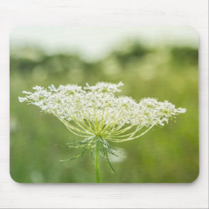 Queen Anne's Lace Flower Wildflowers Mouse Mat