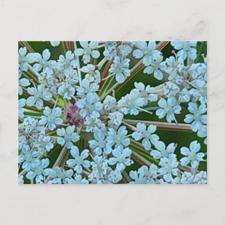 Queen Anne's Lace Flowers Postcard
