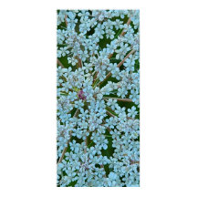 Queen Anne's Lace Flowers