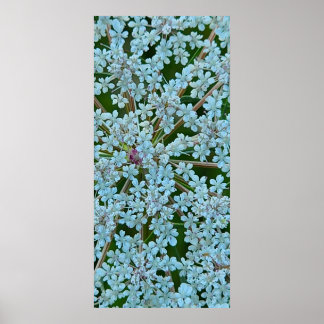 Queen Anne's Lace Flowers Poster