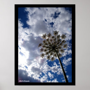 Queen Anne's Lace in Cloudy Skies Poster