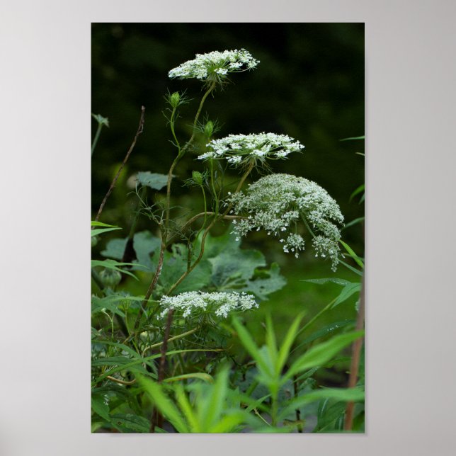 Queen Anne's Lace in Summer Poster (Front)