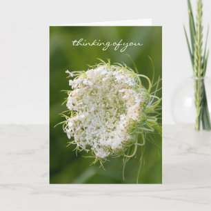 Queen Anne's Lace macro Card