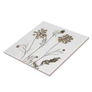 Queen Anne's Lace on a Ceramic Tile (White B)