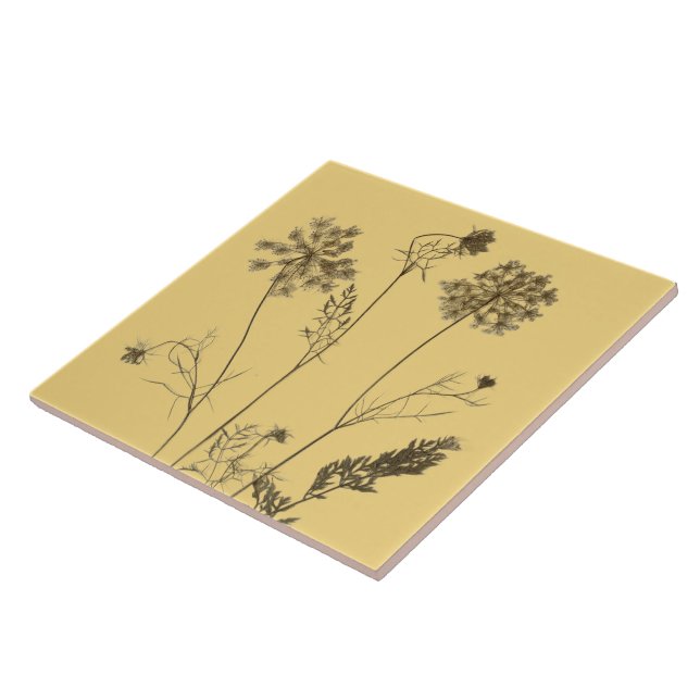 Queen Anne's Lace on a Ceramic Tile (Yellow B) (Side)