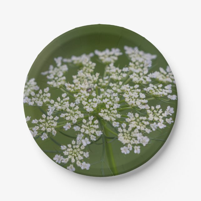Queen Anne's Lace Paper Plate (Front)