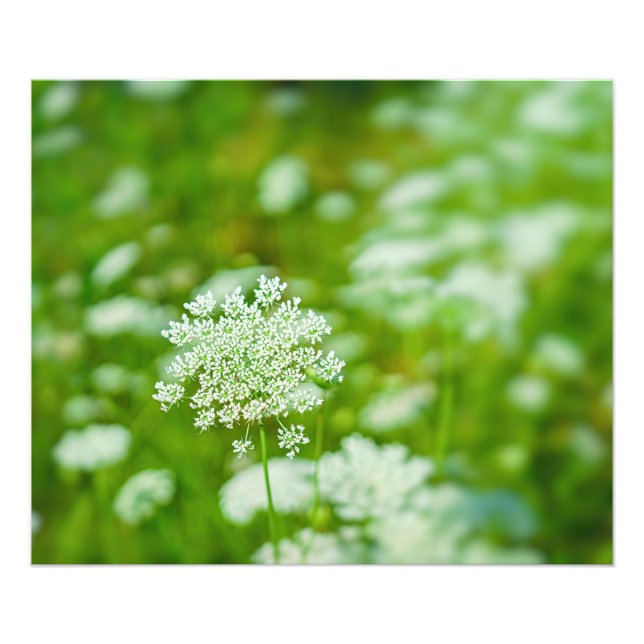 Queen Anne's Lace Photo Print (Front)