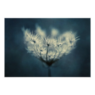 Queen Anne's Lace Photo Print