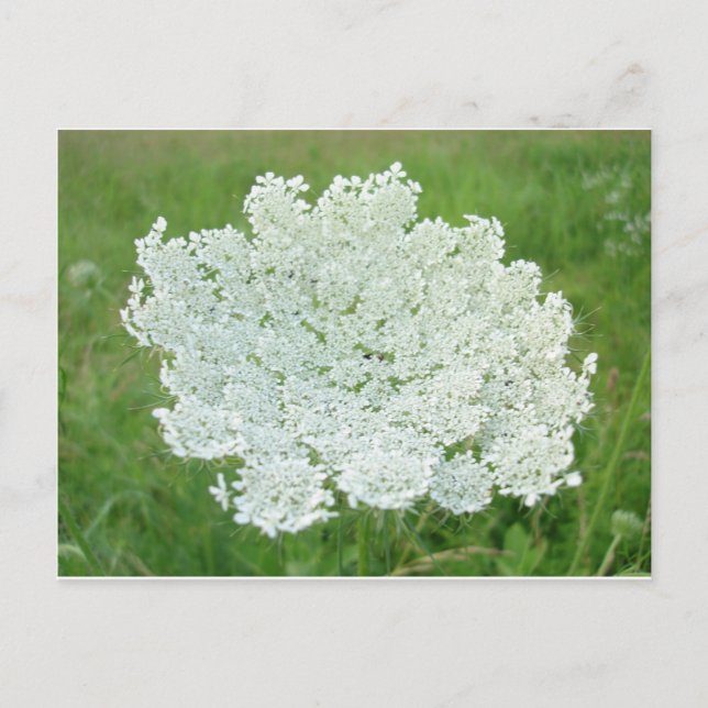 Queen Annes Lace Postcard (Front)