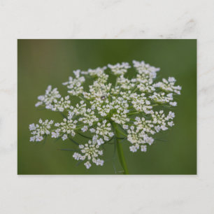 Queen Anne's Lace Postcard