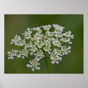 Queen Anne's Lace Poster