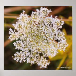 Queen Anne's Lace poster