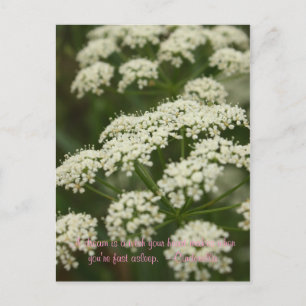 Queen Anne's Lace- Stamp Postcard