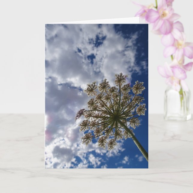 Queen Anne's Lace, Wild Floral Landscape Card (Orchid)