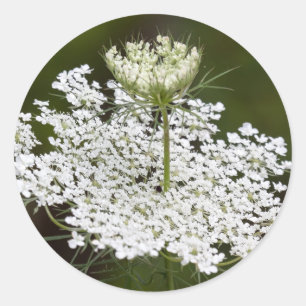 Queen Ann's Lace Classic Round Sticker