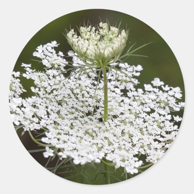 Queen Ann's Lace Classic Round Sticker (Front)
