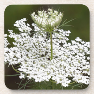 Queen Ann's Lace Coaster