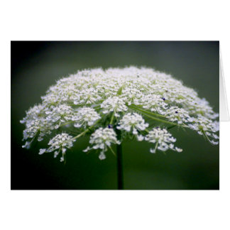 Queen Ann's Lace Flower