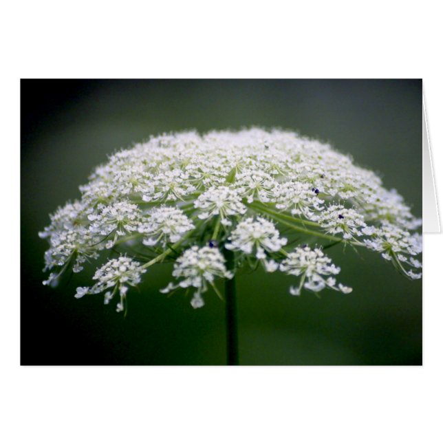 Queen Ann's Lace Flower (Front Horizontal)