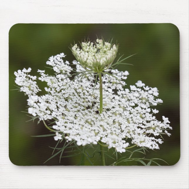 Queen Ann's Lace Mouse Mat (Front)