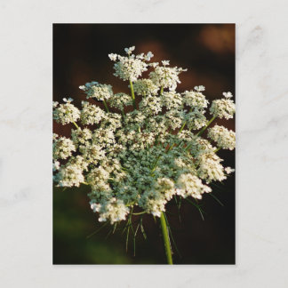 Queen Ann's Lace Postcard