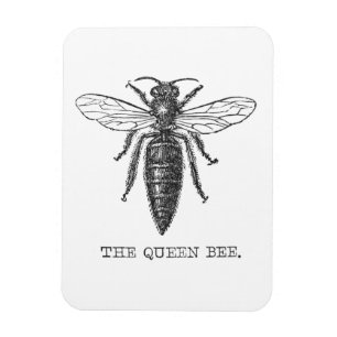 Queen Bee Bug Insect Antique Illustration Magnet